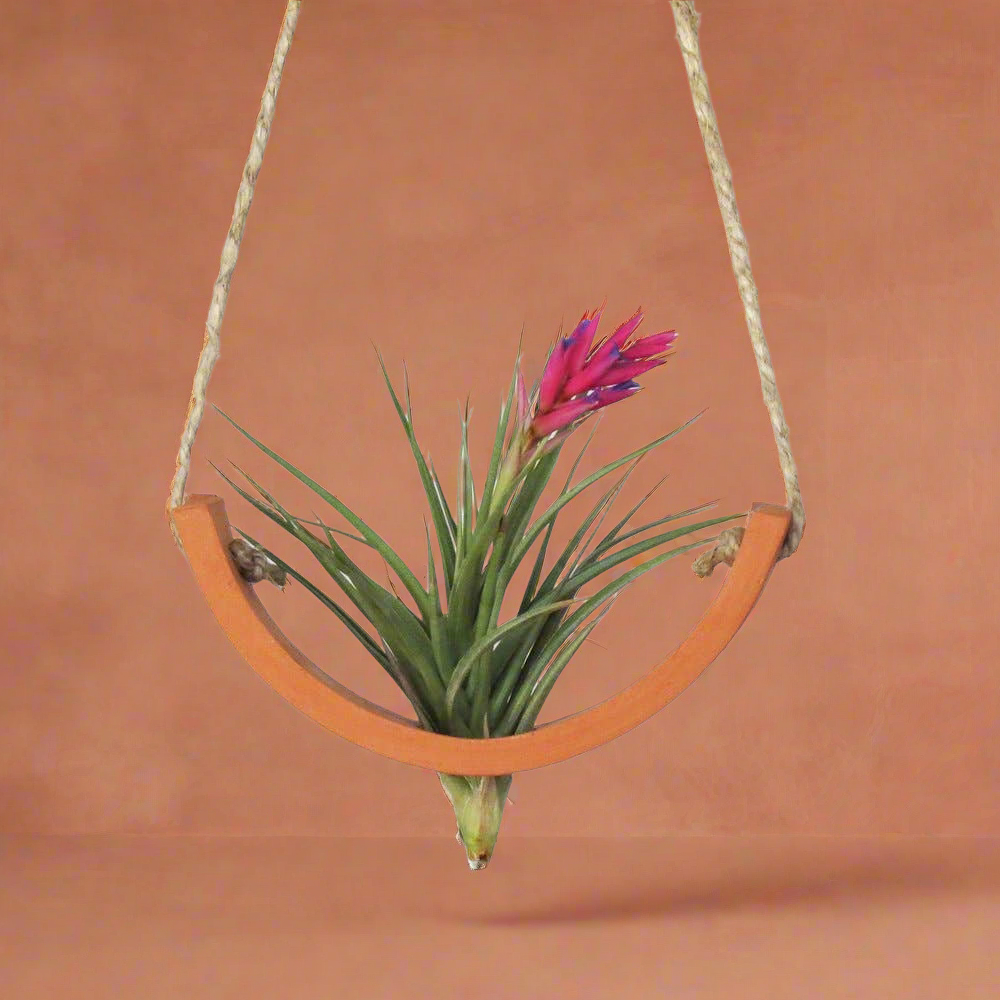 Small Terracotta Hanging Air Plant Cradle