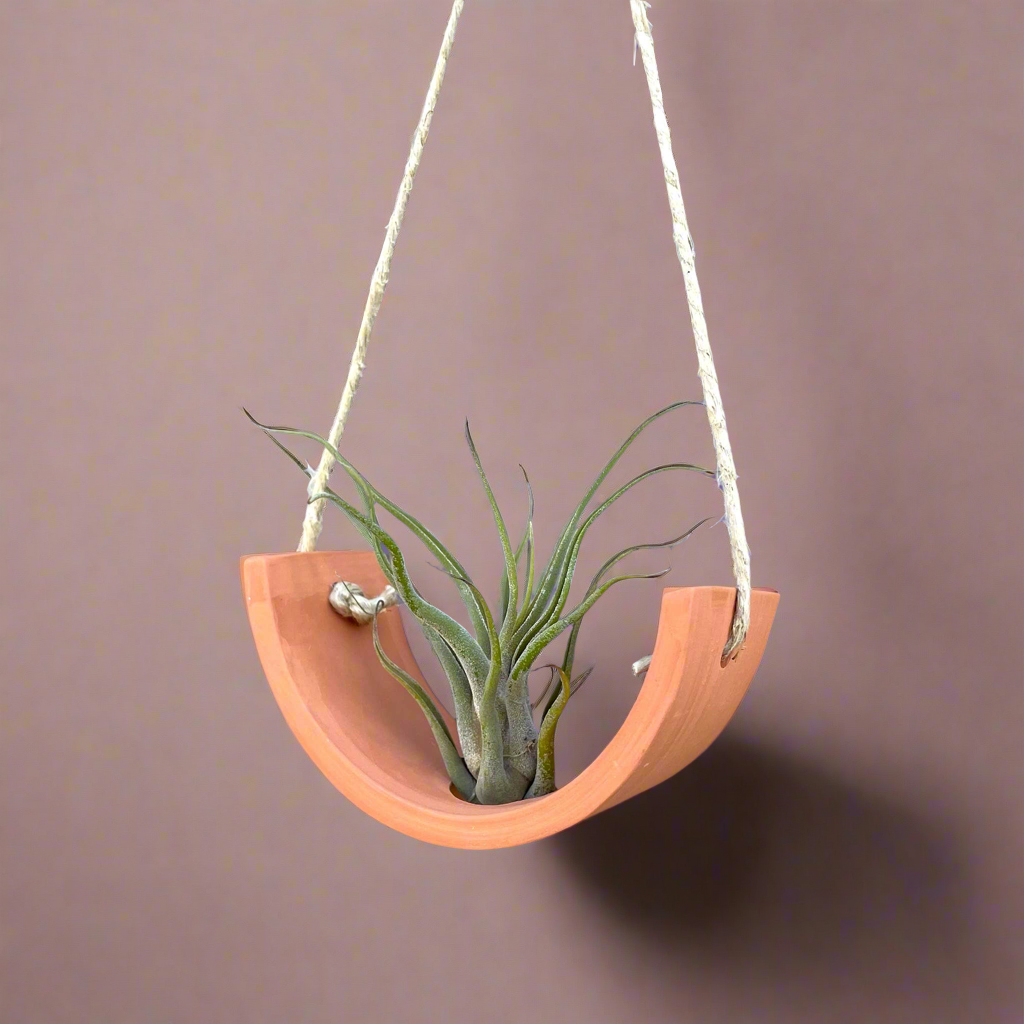 Small Terracotta Hanging Air Plant Cradle